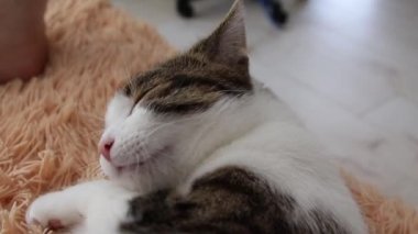 Gri kedi kanepede yatıyor ve yıkıyor. Sabah yıkama prosedürleri