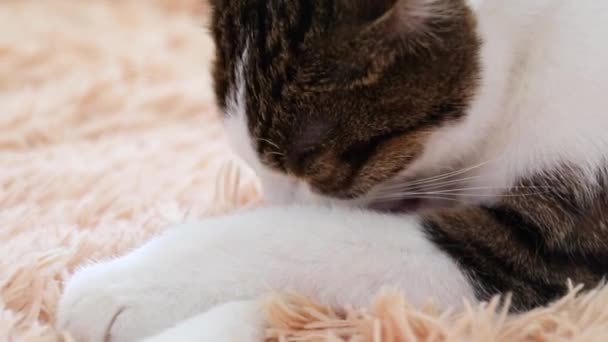 El gato gris yace y se lava en el sofá. Procedimientos de lavado matinal — Vídeo de stock