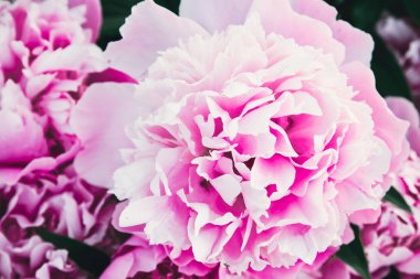 Bir sürü pembe renkli şakayık buketi yakın plan. Düz yerde, üst tarafta. Şakayık çiçek dokusu.