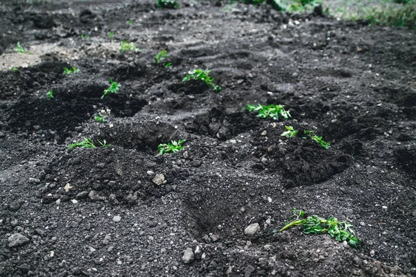 Νεαρά φυτά που μεγαλώνουν πατάτες στο χώμα. Πατατοθάμνος στον κήπο. Φυτεύοντας πατάτες στα χωράφια — Φωτογραφία Αρχείου