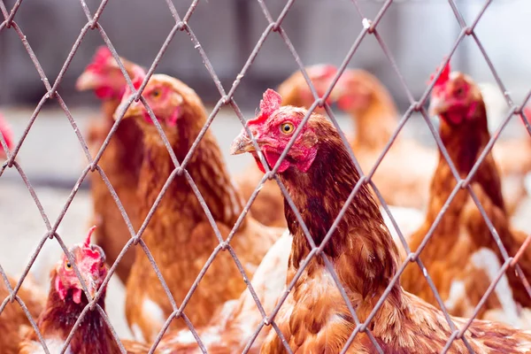 Κότες στο κοτέτσι. Κότες στη βιολογική φάρμα. Κοτόπουλο στο κοτέτσι. Κοτόπουλα σε αγρόκτημα την ηλιόλουστη μέρα — Φωτογραφία Αρχείου