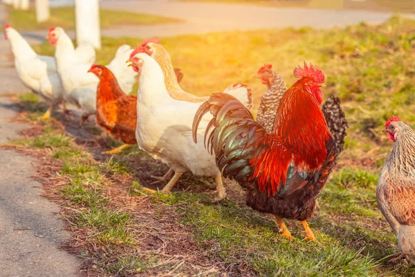 美丽的明亮的公鸡和许多母鸡在草地上吃草 — 图库照片