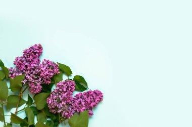 üzerinde mavi bir background.minimalism leylak dalı.