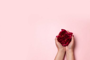Kadın pembe arka plan üzerinde şakayık çiçek tutun. Düz yatıyordu, üstten bak. Sevgililer Günü.