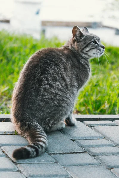 Een grijze kat in het Park, op het gras leggen — Stockfoto