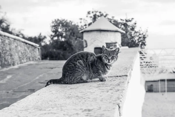 Gato em preto e branco com olhos verdes . — Fotografia de Stock