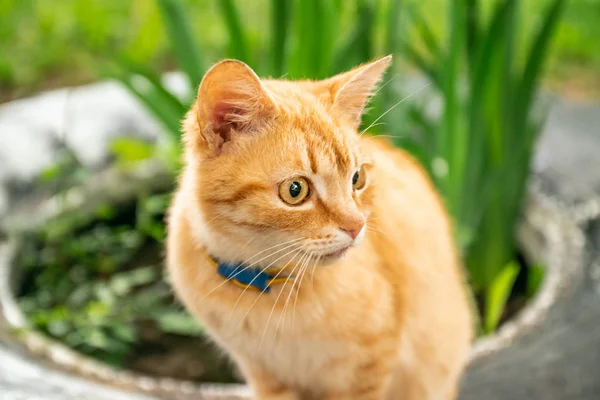 Gember bang kat op een groene gras achtergrond. — Stockfoto