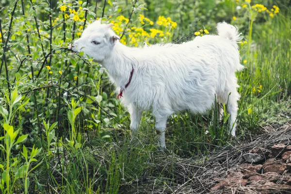 Goat walks through the field of green grass eating nature agriculture — Stock Photo, Image