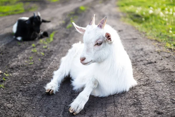 Çimenlerin arasında yatan yeni doğan beyaz bebek keçi — Stok fotoğraf