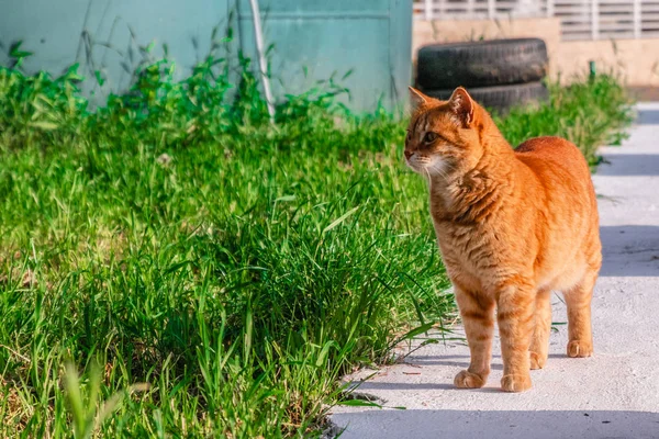 Mooie rode kat op het gras. — Stockfoto