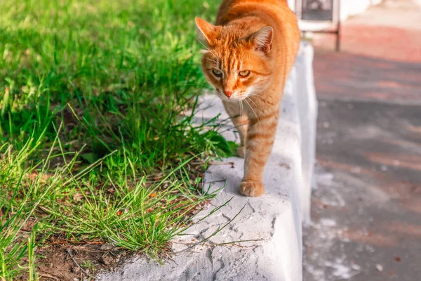 Рыжая кошка на траве . — стоковое фото
