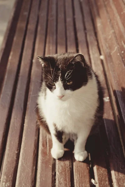 Domestic black cat with white paws resting on wooden bench in sunlight — Stock Photo, Image