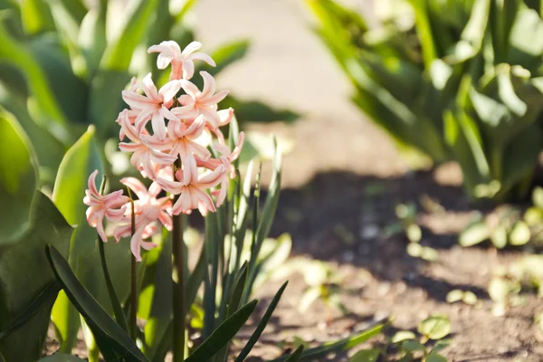 Bir bahçede açık pembe sümbül çiçeği. — Stok fotoğraf