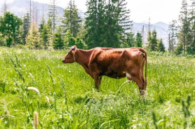 Kahverengi inekler yazın yeşil bir çayırda otluyorlar..