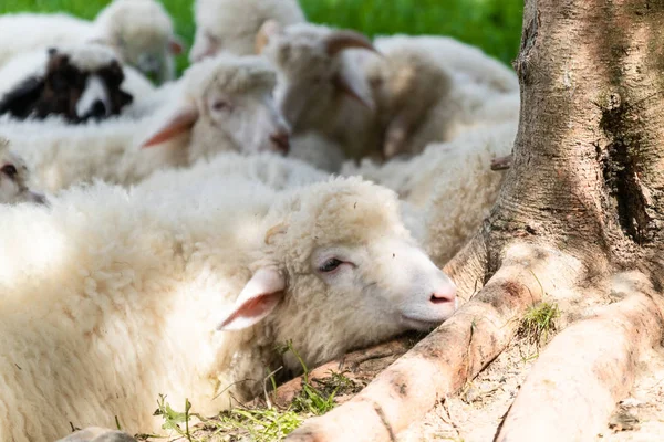 緑の草原に横たわっている羊の群れ — ストック写真
