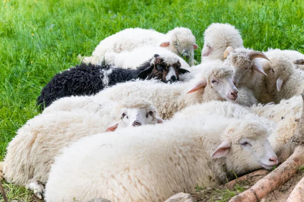 Raised livestock. Flock of sheep lying in a green meadow