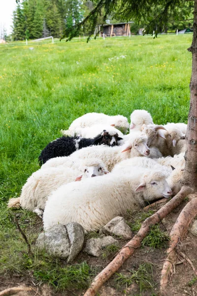Farm for collecting wool for production. Flock of sheep lying in a green meadow