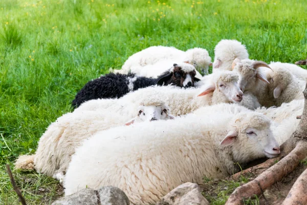 飼育された家畜。生産のためのウールを収集するための農場。緑の草原に横たわる羊の群れ — ストック写真