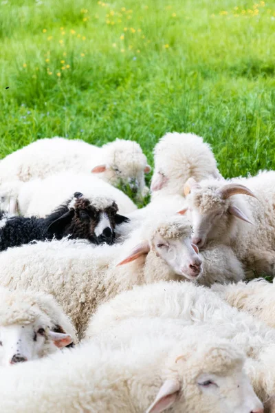 Granja de recogida de lana para la producción. Rebaño de ovejas que yacen en un prado verde —  Fotos de Stock