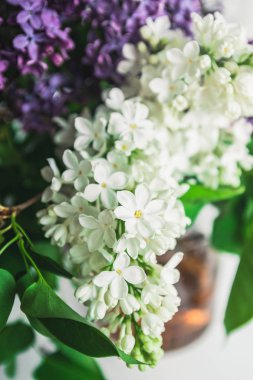 Mor arka planda vazoda leylak buketi. Dalda bahar çiçekleri