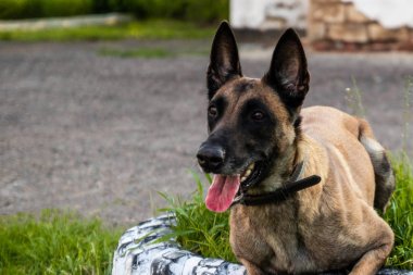 Belçika çoban köpeği çimenlerin üzerinde uzanır ve bir yaz gününde dinlenir. Eğitim ve öğretim konsepti