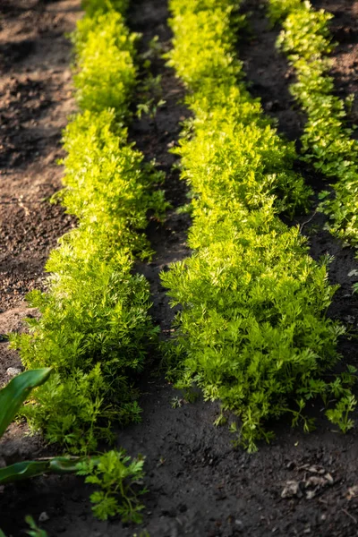 Perejil fresco orgánico que crece en el fondo del patrón de granja de jardín . — Foto de Stock