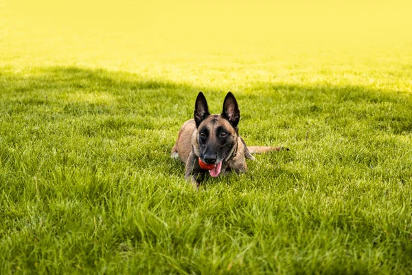 El perro pastor belga yace en la hierba y descansa en un día de verano. Concepto de formación y formación —  Fotos de Stock