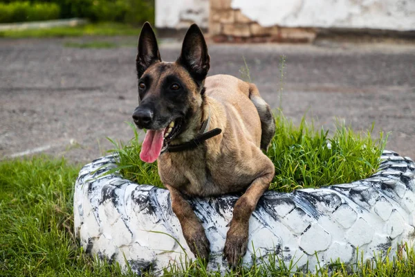 Der erwachsene belgische Schäferhund liegt im Gras und ruht sich an einem Sommertag aus. Ausbildungs- und Ausbildungskonzept — Stockfoto