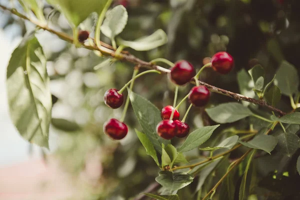 Cherry tree in the garden with ripe fruits on the branch. Summer healthy fruits — Stock Photo, Image