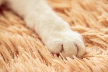 Yatakta beyaz kedi pençe yumuşak duygu tatil fikir arka plan.