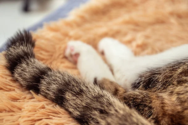 Cola de rayas esponjosas y patas de gato en un sofá. Dulce concepto de sueño . — Foto de Stock