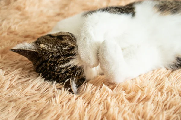 Primer plano de un lindo gato tabby durmiendo en un sofá . — Foto de Stock