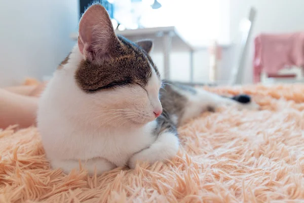 Gestreifte Katze schläft und gähnt auf der Couch. Winter- oder Herbst-Wochenendkonzept, Draufsicht. — Stockfoto