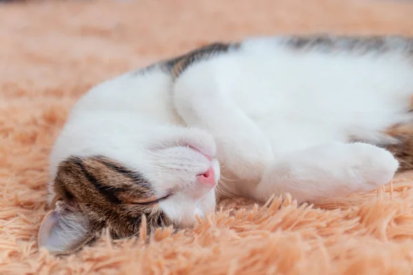 Leneș dungi gri pisică cu o mustață lungă doarme pe canapea . — Fotografie, imagine de stoc