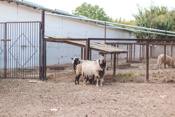 Adulti con pecore dai capelli chiari spessi in una fattoria. Concetto di allevamento del bestiame . — Foto Stock