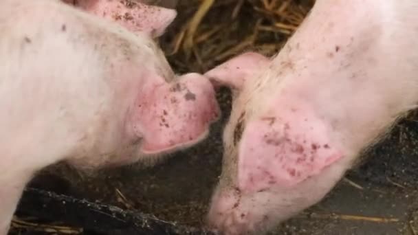 Γουρούνια σε κτηνοτροφική φάρμα. Χοιροτροφία. Τα γουρούνια τρώνε από ένα μπολ με φαγητό.. — Αρχείο Βίντεο