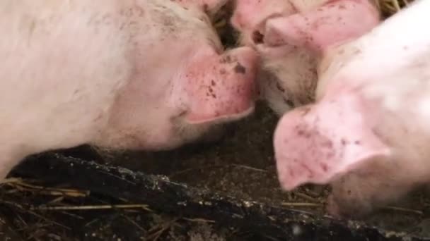 Świnie na farmie zwierzęcej. Hodowla świń. Świnie jedzą z miski jedzenia. — Wideo stockowe