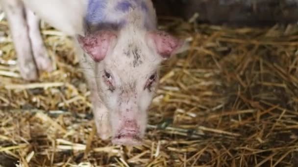 Дитяча свиня на фермі . — стокове відео