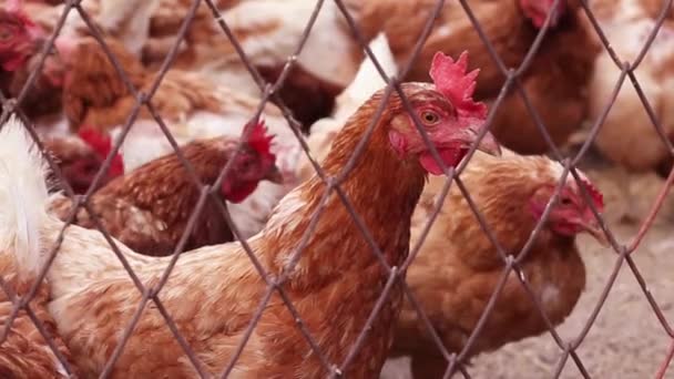 De jeunes poules aux plumes brunes et aux yeux jaunes regardent la caméra à travers un treillis métallique sur une ferme . — Video