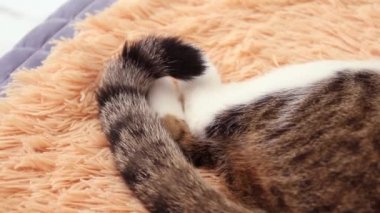 Kedi kuyruğunu yatakta yatarken dövüyor. Kedi davranışı.