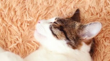 Güzel kabarık tabby kedi sihirli bir yatakta uyur.