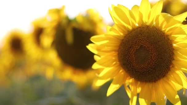 Culture de tournesols. Champ de tournesol pendant le coucher du soleil 