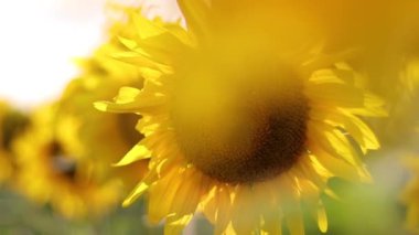 Gün batımında ayçiçeği tarlası