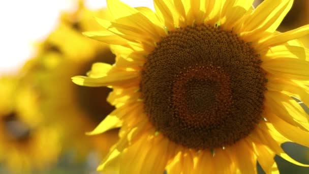 Sunflower field during sunset — Stock Video