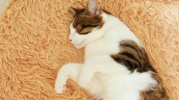 Güzel bir kabarık tabby kedi sihirli bir yatakta uyur. — Stok video