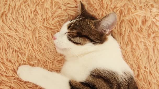 Un bel peloso gatto tabby dorme su un letto magico . — Video Stock