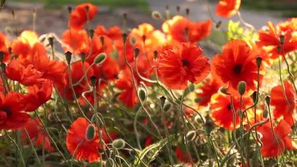 Blossomed opium poppy flowers on a field. — Stock Video