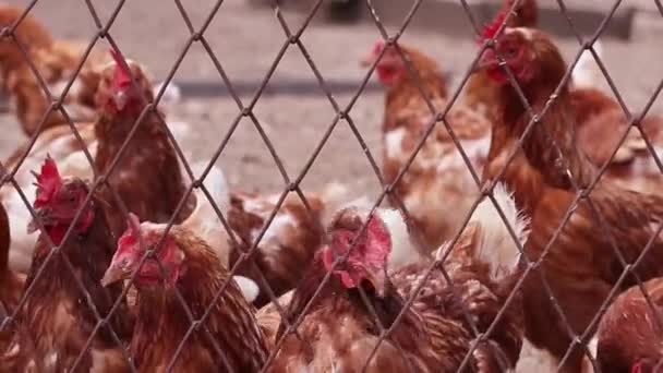 Jonge kippen met bruine veren en gele ogen kijken naar de camera door een metaalgaas op een boerderij. — Stockvideo