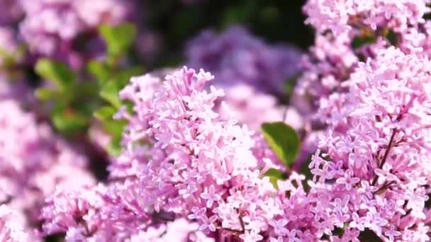 Lilas lilas buissons dans la lumière du soleil dans la rue. Concept de printemps — Video