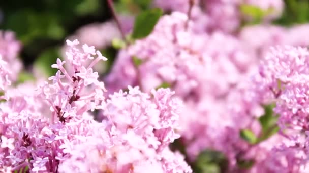 Lilas lilas buissons dans la lumière du soleil dans la rue. Concept de printemps — Video